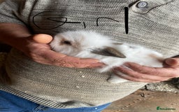 Mini Lop rabbits for sale: 3 beautiful girl baby bunnies  - Image 12