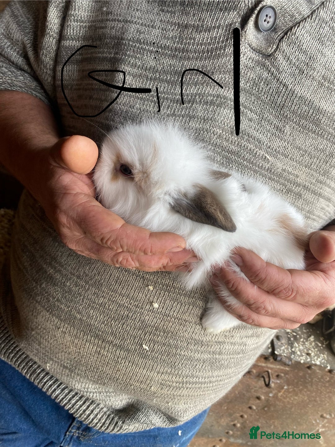 Mini Lop rabbits for sale: 3 beautiful girl baby bunnies  - Image 12