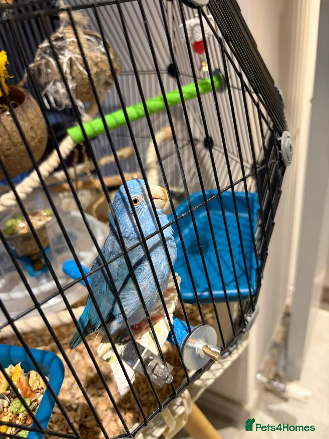 Parrots birds for sale: Female Blue Parrotlet - Advert 2