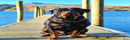 Rottweiler dogs for stud: Rottweiler import Stud (BIG DADDY BRUNO) in Liverpool - Advert 6