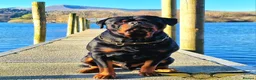 Rottweiler dogs for stud: Rottweiler import Stud (BIG DADDY BRUNO) in Liverpool - Advert 6