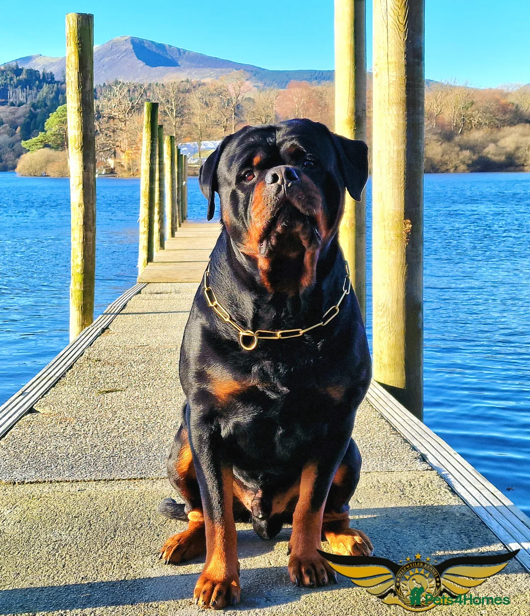Rottweiler dogs for stud: Rottweiler import Stud (BIG DADDY BRUNO) in Liverpool - Advert 6