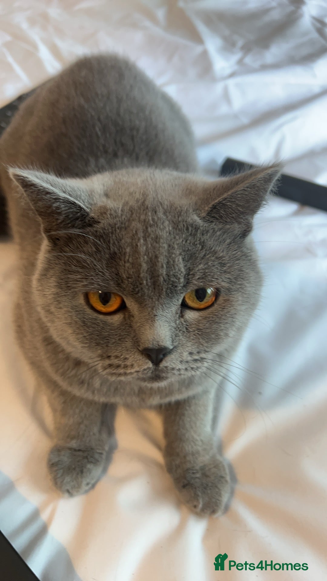 British Shorthair cats Friendly Indoor Cat Looking for a Loving New Home - Advert 1