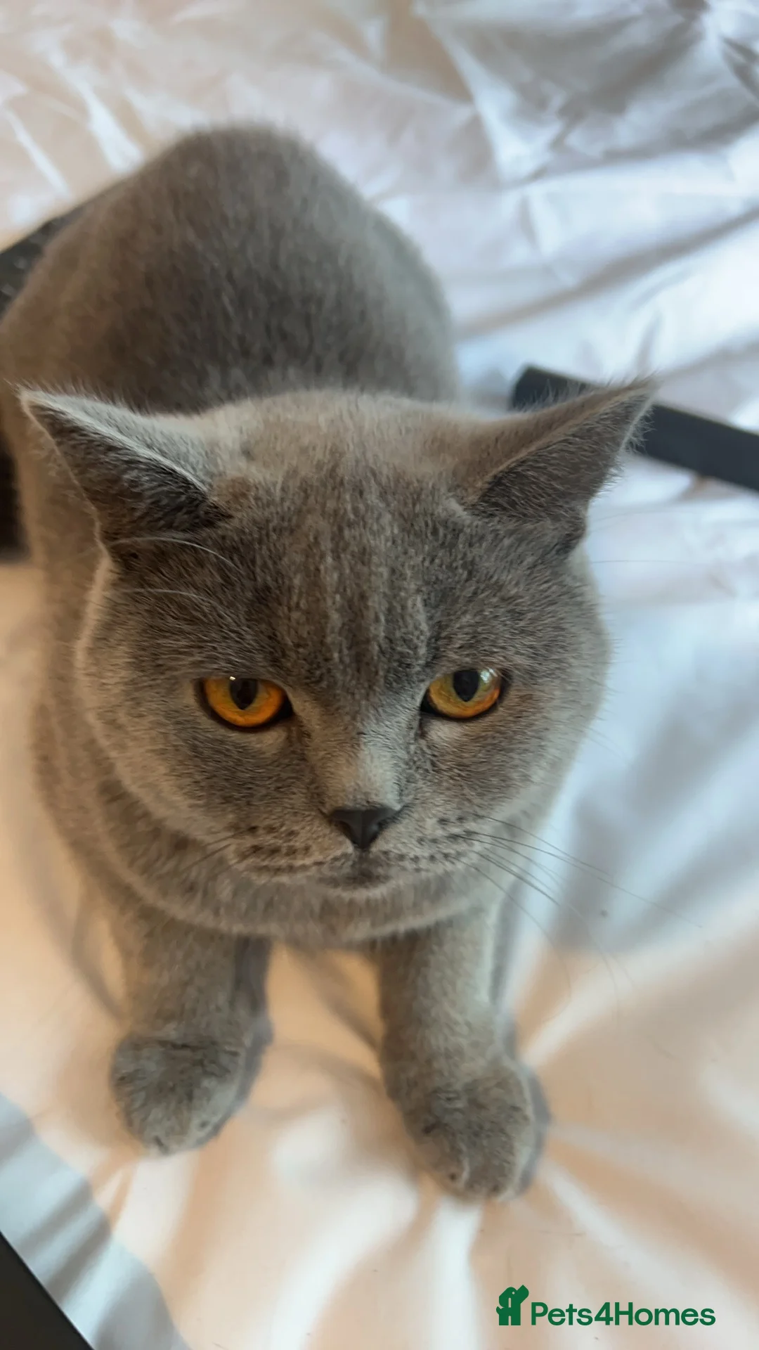 British Shorthair cats for sale: Friendly Indoor Cat Looking for a Loving New Home in Bristol - Advert 1