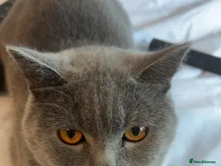 British Shorthair cats Friendly Indoor Cat Looking for a Loving New Home - Advert 1