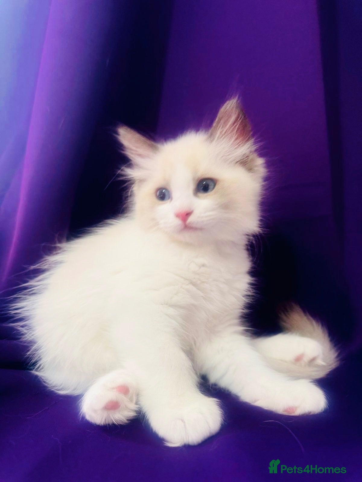 Ragdoll cats GCCF registered Ragdolls - Advert 1
