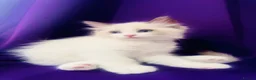 Ragdoll cats for sale: GCCF registered Ragdolls - Advert 6