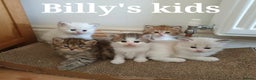 Siberian cats for stud: Purebred Siberian Cat Stud – Gentle & Gorgeous in Wembley - Advert 2