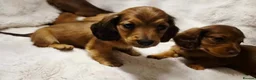 Miniature Dachshund dogs for sale: Longhair miniature dachshund puppys 🐶  - Advert 15