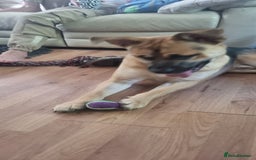 Mixed Breed dogs for sale: German Shepherd Cross staffy - Image 4