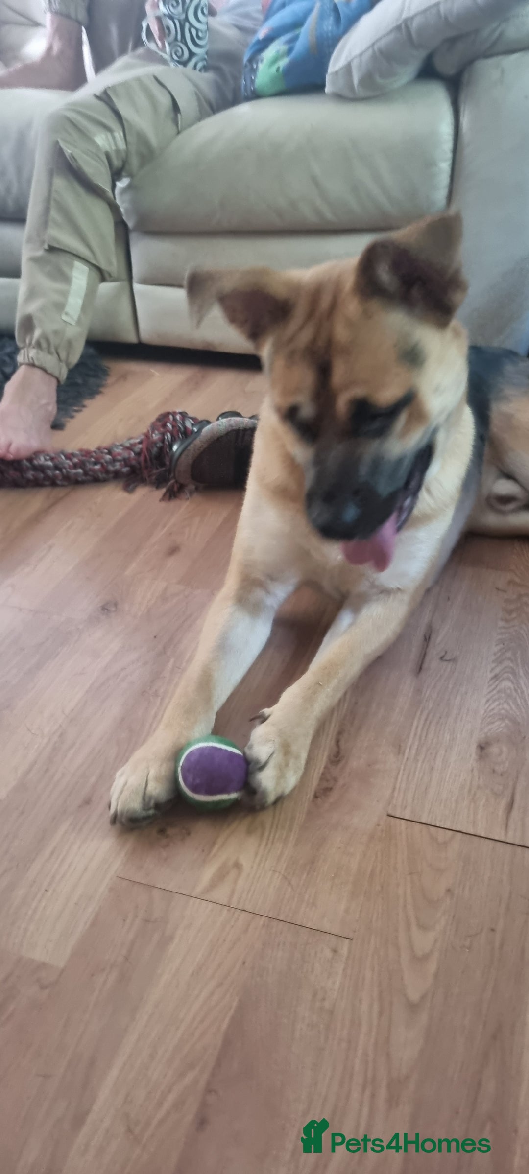 Mixed Breed dogs for sale: German Shepherd Cross staffy - Image 4