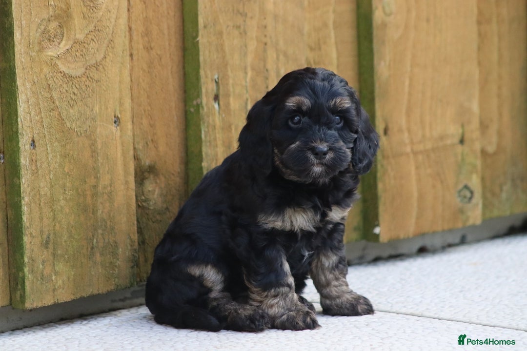 Cockapoo dogs for sale: Cockapoo puppies for sale!  - Advert 28