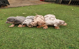 Miniature Dachshund dogs for sale: PRA CLEAR GORGEOUS MIN DACHSHUNDS  - Image 2