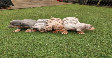 Miniature Dachshund dogs - Advert 3