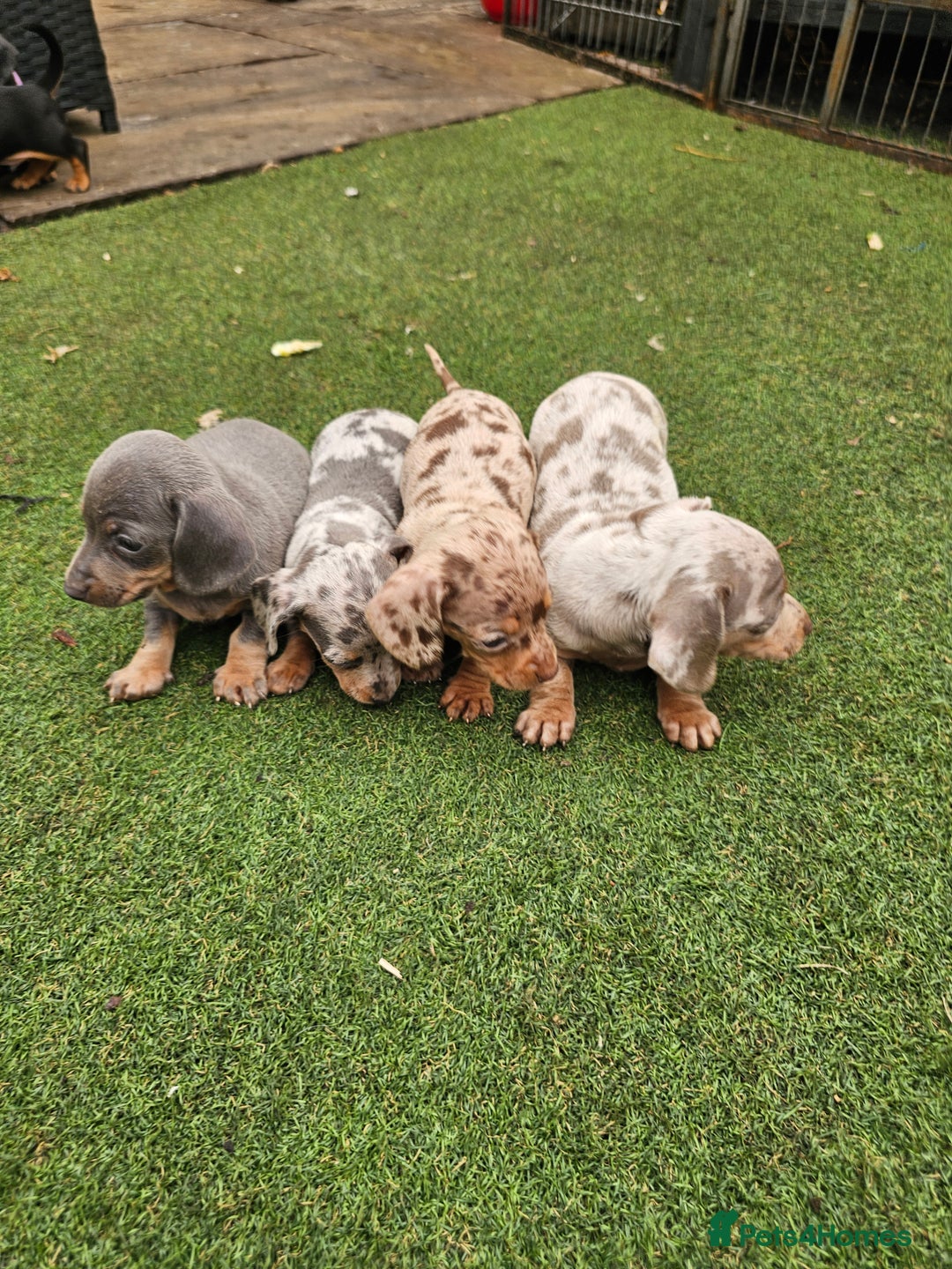 Miniature Dachshund dogs for sale: PRA CLEAR GORGEOUS MIN DACHSHUNDS  - Image 2