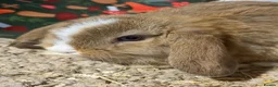 Mini Lop rabbits for sale: Friendly gorgeous mini lops  in Chesterfield - Advert 2