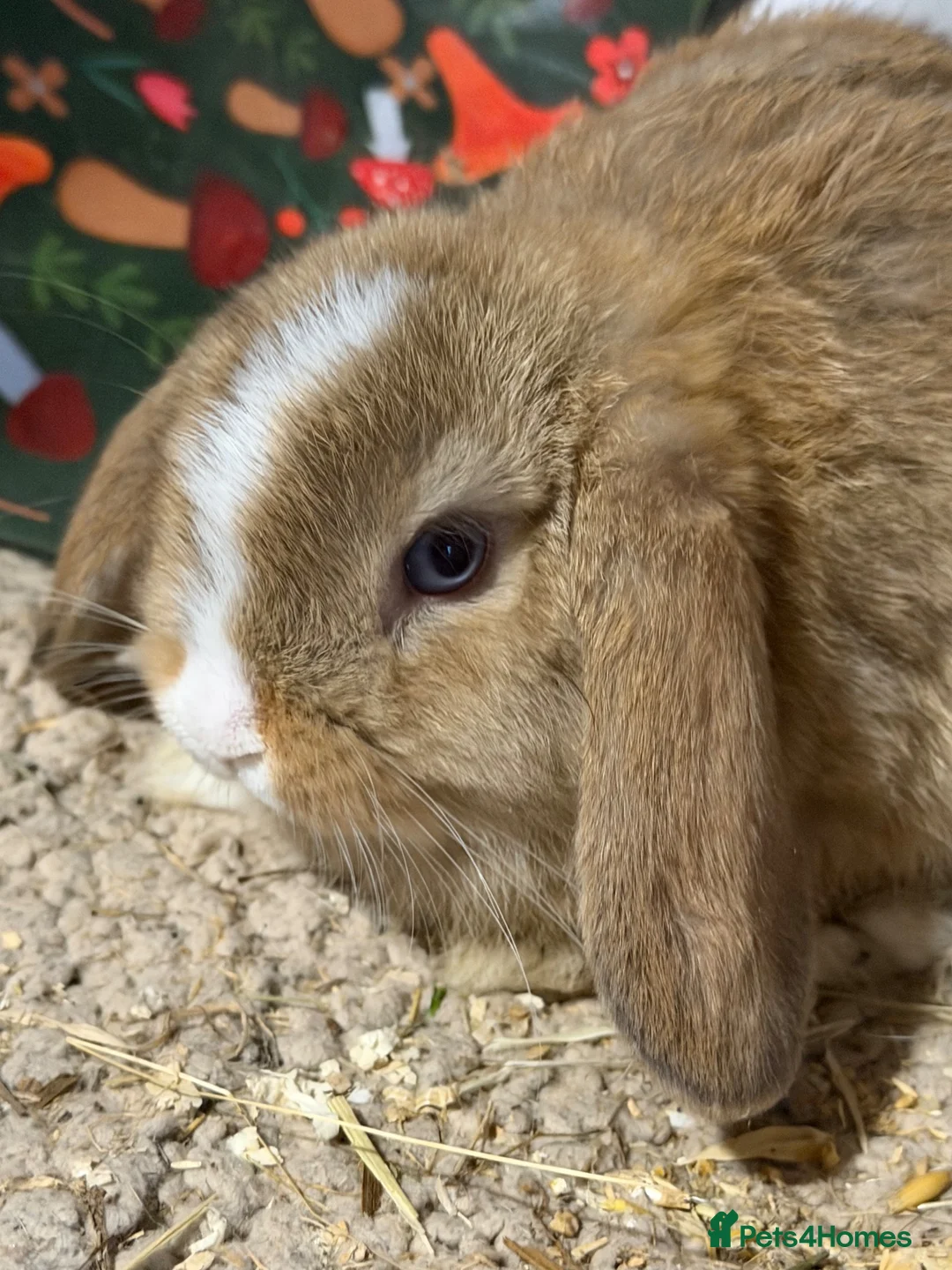 Mini Lop rabbits for sale: Friendly gorgeous mini lops  in Chesterfield - Advert 2