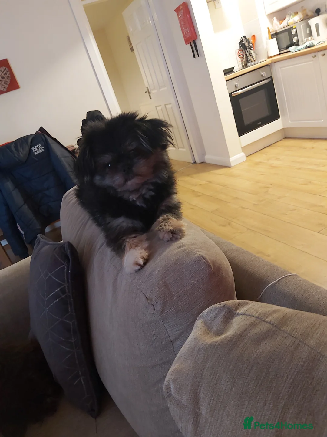 Mixed Breed dogs for sale: Male  pomeranian x - Advert 7