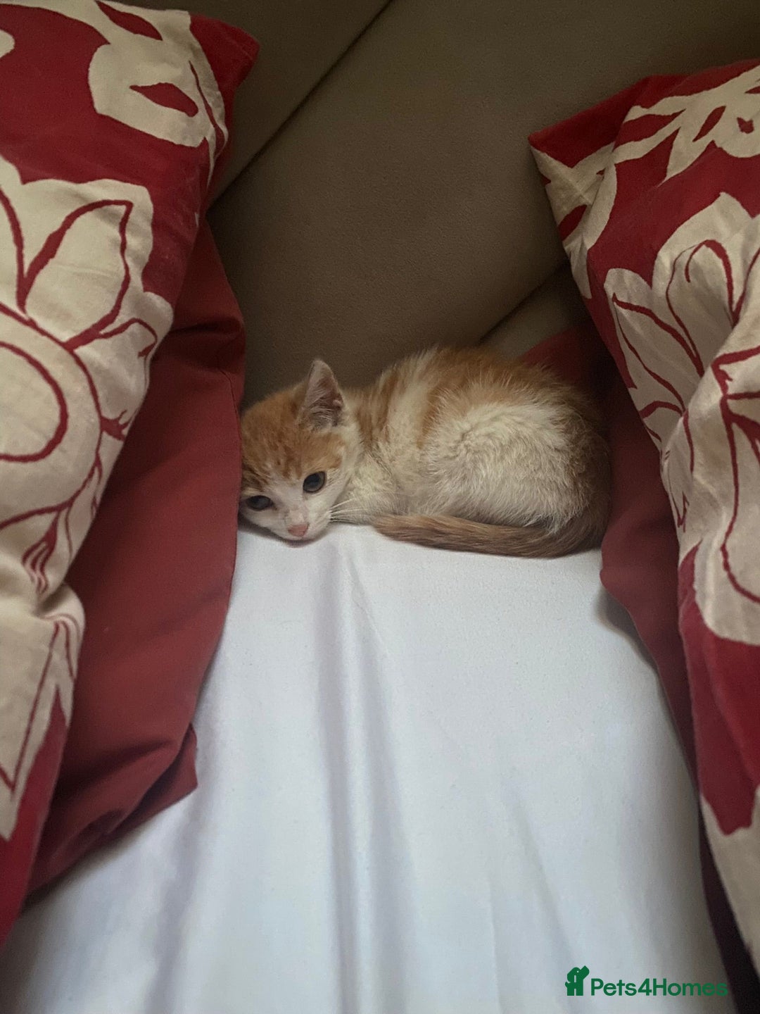 Mixed Breed cats for adoption: Ozzy needs a new home - Image 5