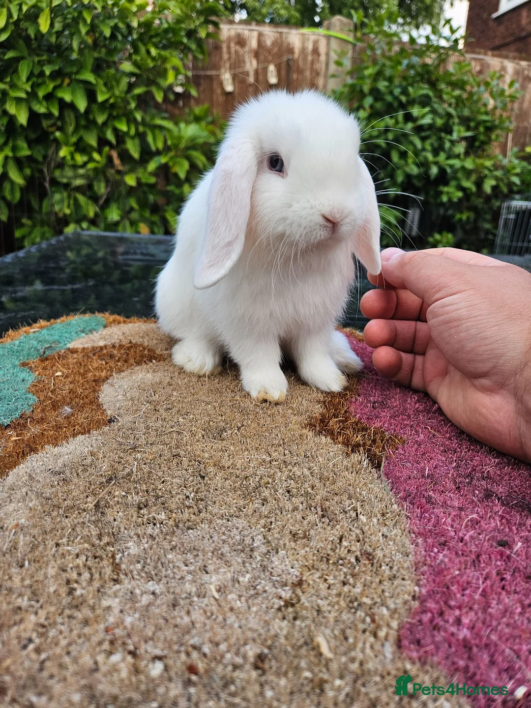Mini Lop rabbits for sale: Baby male mini lop rabbit - Advert 1