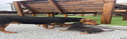 Mixed Breed dogs for sale: Border lakeland Russell pups for sale in Merthyr Tydfil - Advert 11