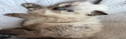 Ragdoll cats for sale: Beautiful ragdoll girls!  - Advert 11