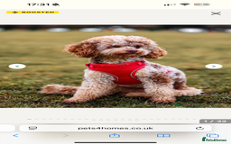 Labradoodle dogs for sale: The best selection of chocolates 😍 - Image 9