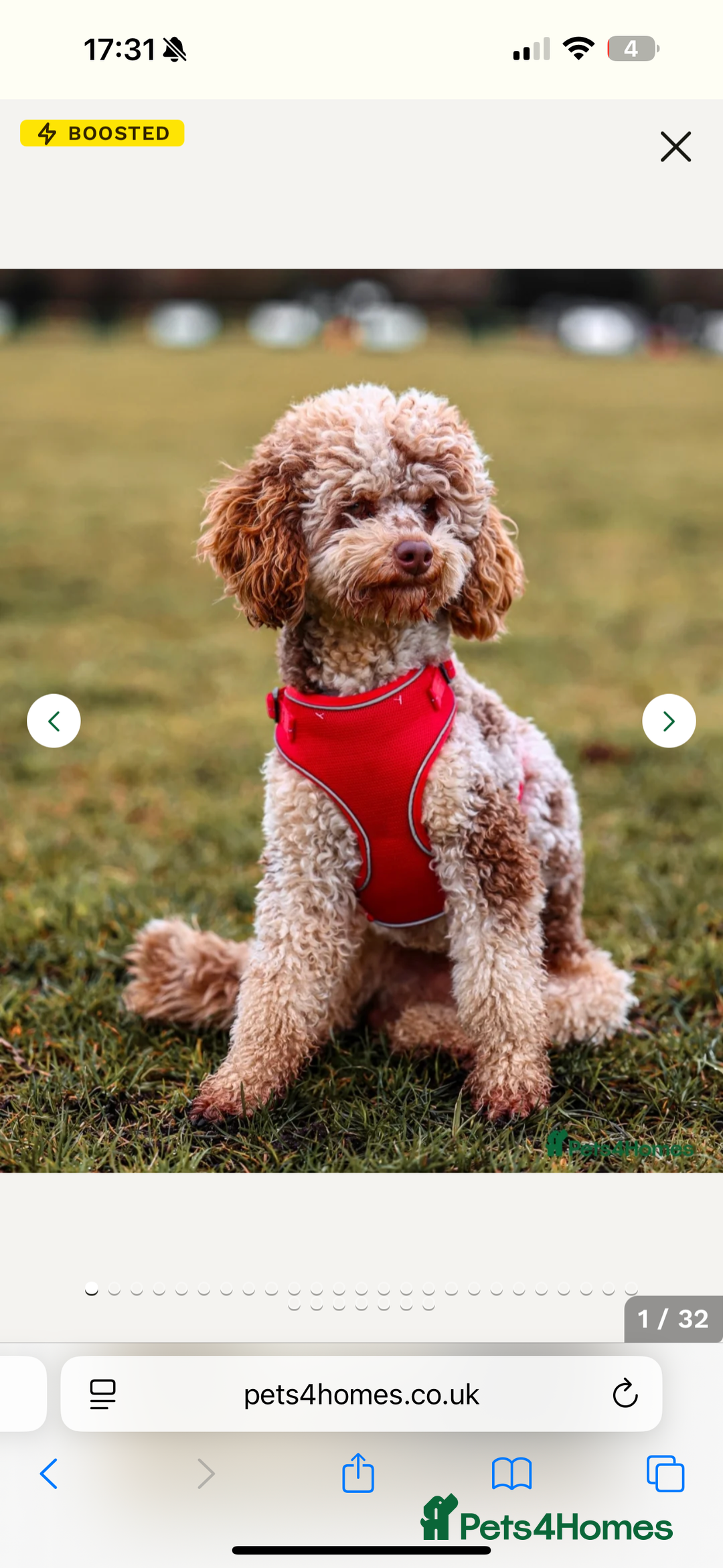 Labradoodle dogs for sale: The best selection of chocolates 😍 - Image 9