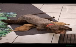 Cockapoo dogs for sale: Cockerpoo cross poodle puppys  - Image 1