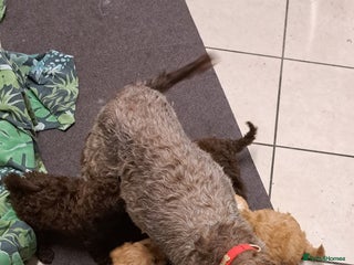 Cockapoo dogs - Advert 1