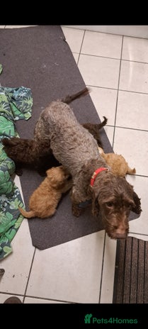 Cockapoo dogs - Advert 1