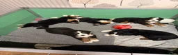 Bernese Mountain Dog dogs for sale: KC Bernese Mountain Dog Puppies - Advert 3