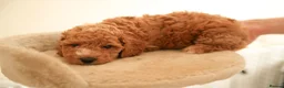 Cockapoo dogs for sale: Gorgeous Cockapoo For Sale  - Advert 5