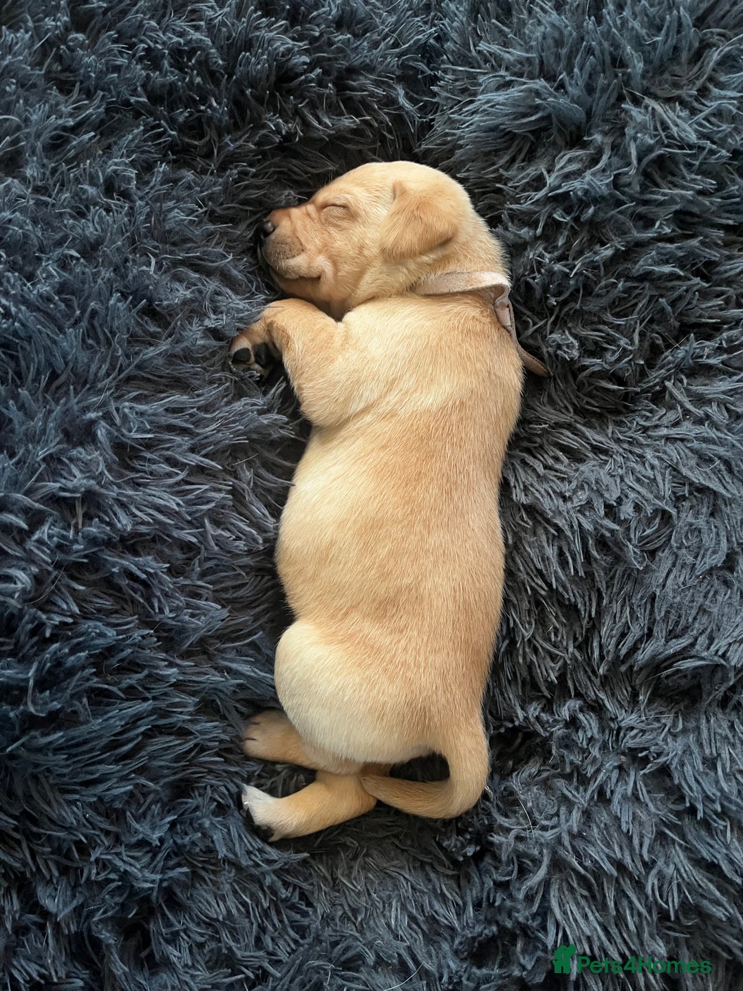 Labrador Retriever dogs for sale: Beautiful fox red puppies  - Advert 18