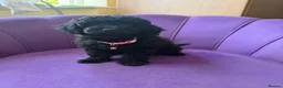 Cockapoo dogs for sale: Stunning F1B Cockapoos - DNA Clear- READY TO LEAVE - Advert 19