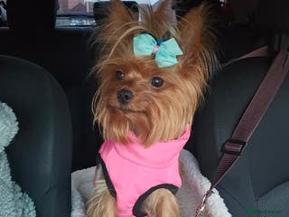 Yorkshire Terrier dogs Little boss - Advert 18