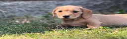 Mixed Breed dogs for sale: Two beautiful dachshund x schweenie  in Chester - Advert 13