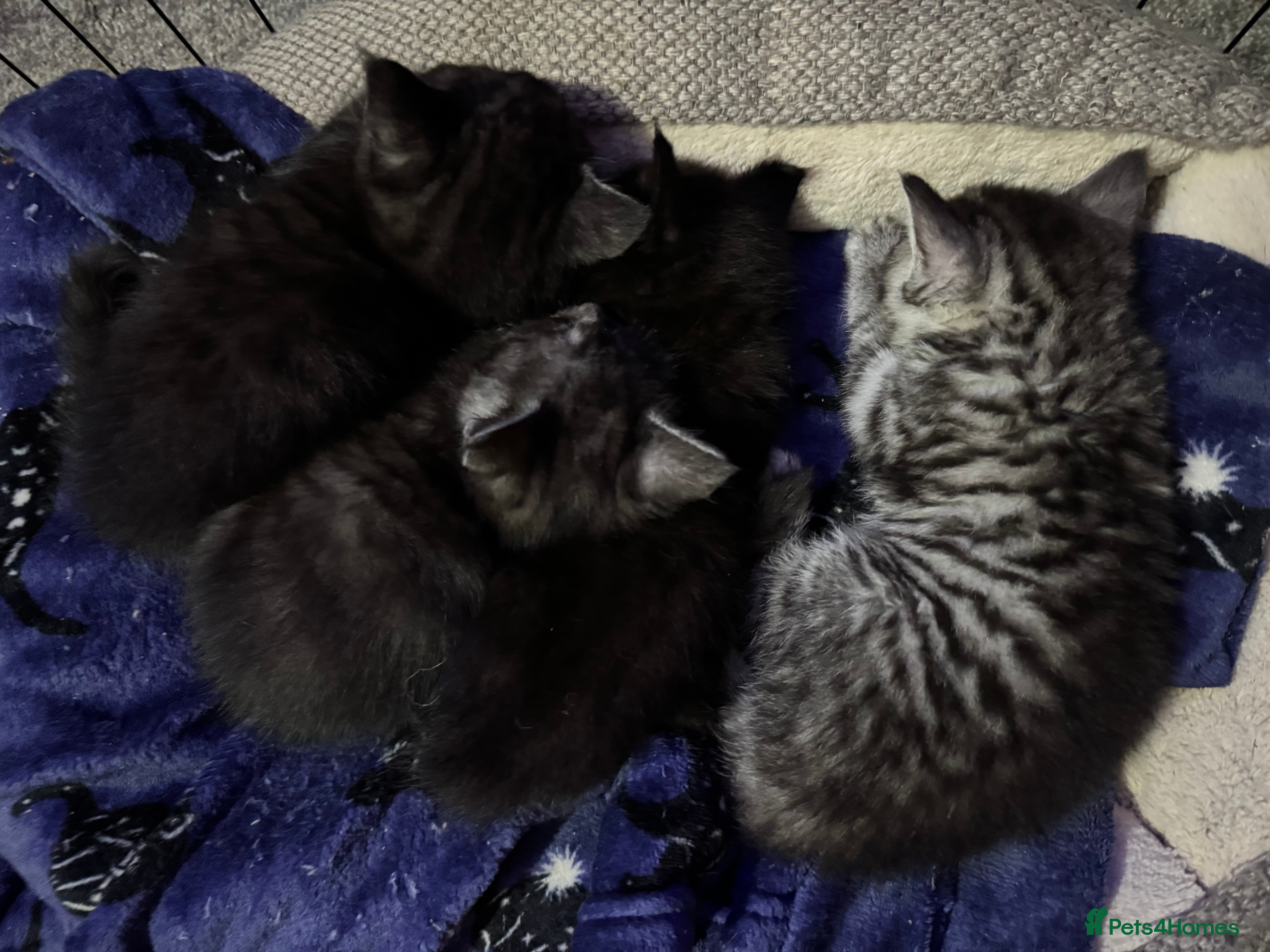 Mixed Breed cats British short hair cross Maine coon  - Advert 15