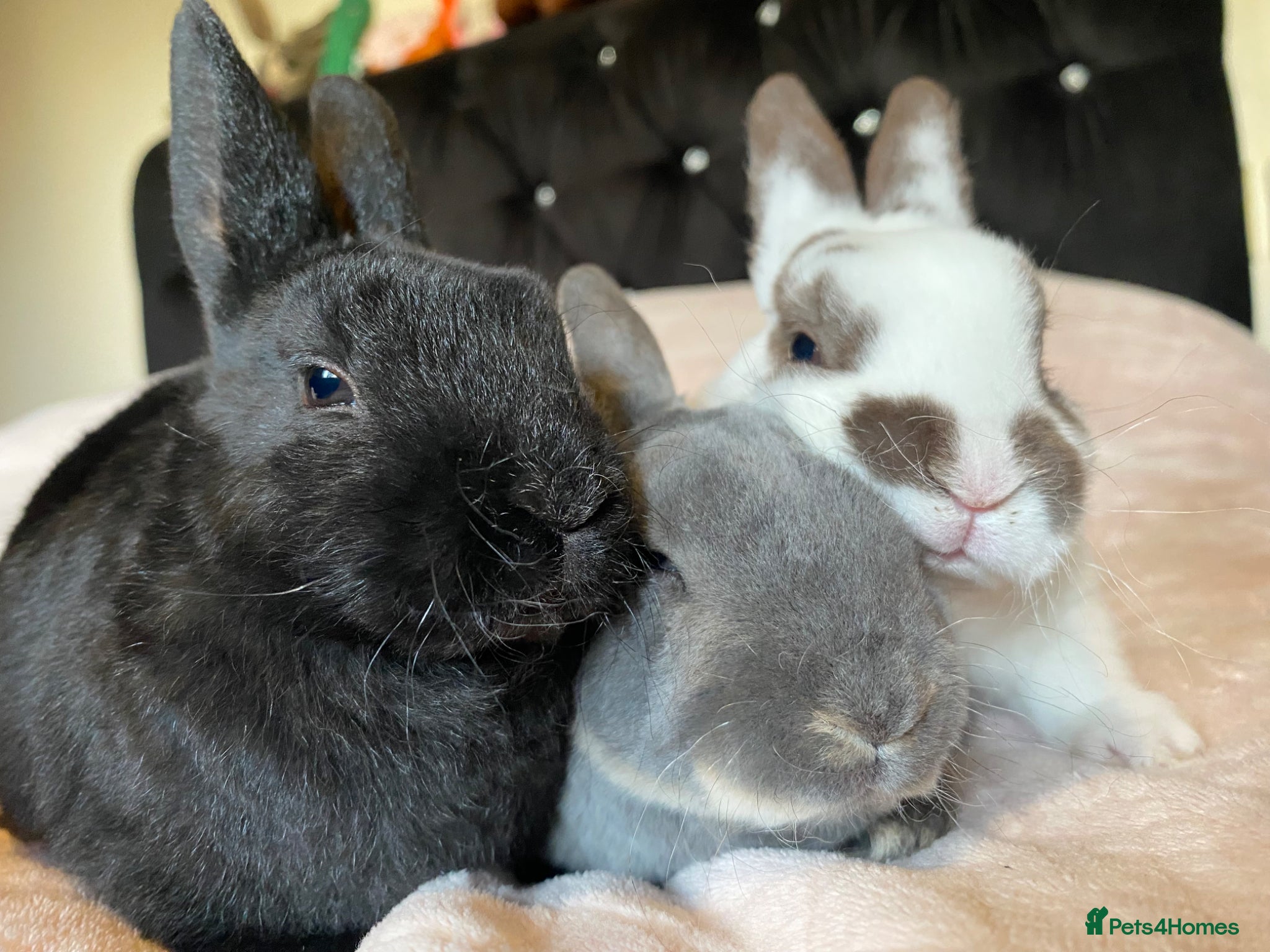 Rex rabbits Beautiful Mini Rex Babies- Vienna carriers - Advert 14