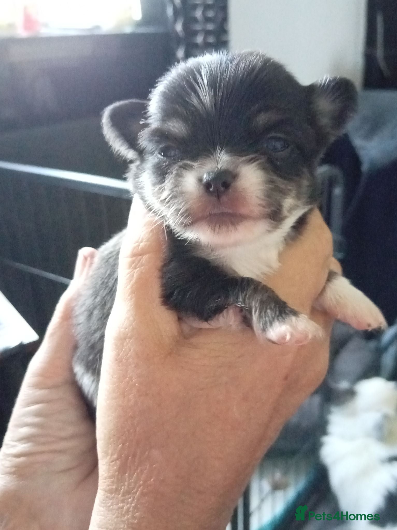 Chihuahua dogs Chihuahua puppies - Advert 6