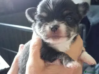 Chihuahua dogs Chihuahua puppies - Advert 6
