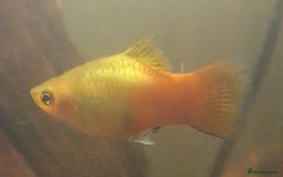 Other/Mixed Breed fish for sale: All fish sold individually for 10£ (info below) - Image 14
