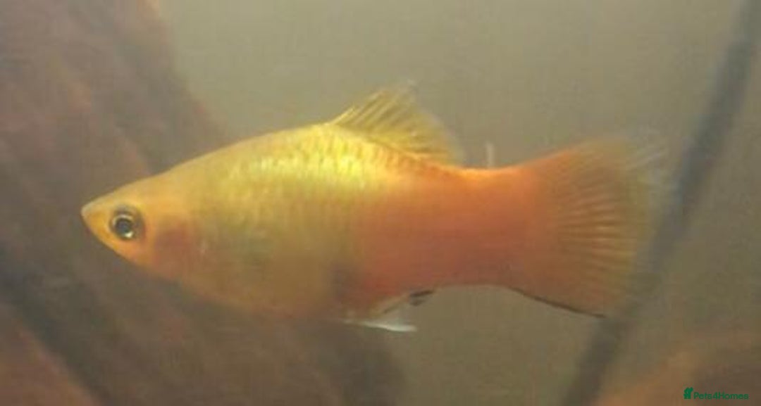Other/Mixed Breed fish for sale: All fish sold individually for 10£ (info below) - Image 14