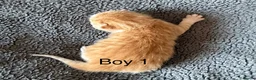 Mixed Breed cats for sale: 3 Gorgeous Kittens in Cardiff - Advert 4