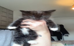 Mixed Breed cats for sale: 2 male kittens for sale  - Image 2