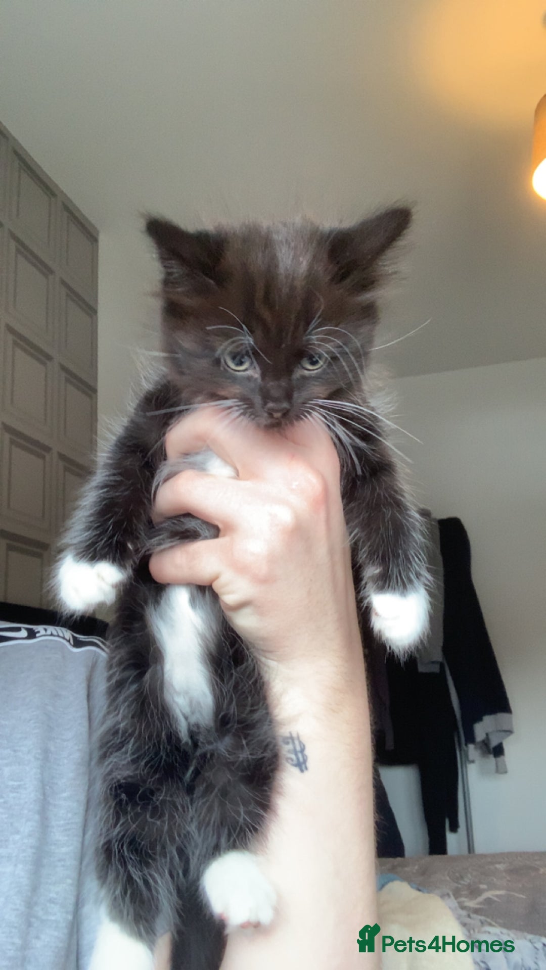 Mixed Breed cats for sale: 2 male kittens for sale  - Image 2