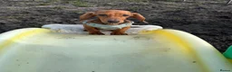 Dachshund dogs for sale: Puppy Dachshund Rehoming Required - Advert 5