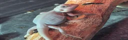 Bearded Dragon reptiles for sale: Baby bearded dragons  - Advert 20