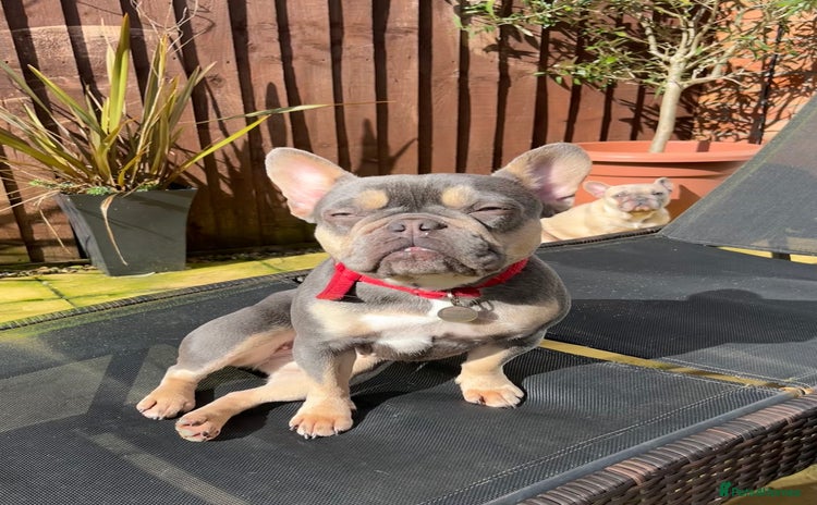 French Bulldog dogs - Advert 3