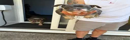 American Bully dogs for sale: Blue tri female pocket bully - Advert 7